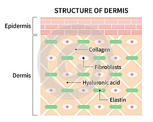 Structure cells of dermis illustration isolated on white background. skin and health care concept photo